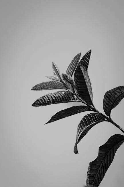 Zero-cost hiring plant manager from Bangladesh to Russia