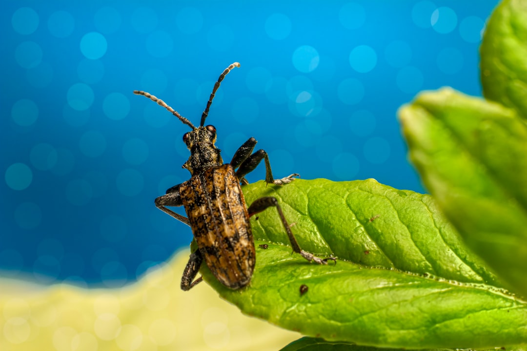 Facility Integrated Pest Management Service Frequency: Complete Guide for GCC Employers